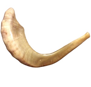 Shofar Cuerno Pulido Natural Brillante Shofar Cuerno Proveedor Mayorista - Product Image 2