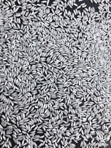 Arroz blanco de grano largo, precio bajo, alta calidad, se vende a África, Europa, Estados Unidos, Micronesia, etc. Empaque de 10, 15, 25 kg Jacob - Product Image 4