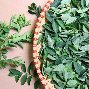 Poudre de feuilles de Katuk séchées du Vietnam, 5 kg, sac Kraft, pour sachets de thé, mélanges pour soupes, assaisonnements et boissons – Vente directe usine - Product Image 2