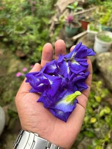 Butterfly Pea Flower Powder Mixed Dried Southeast Asia 100% Natural Organic <b>Slimming</b> Beverage Ingredient Bulk Supply Vietnam - Product Image 1