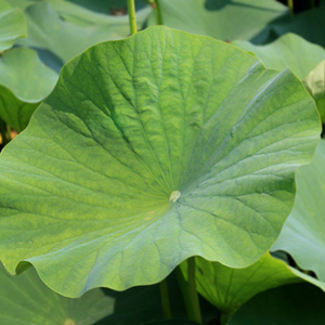 Feuilles de lotus séchées pour le thé : provenant de lotus frais, haute qualité et bon prix - Product Image 4