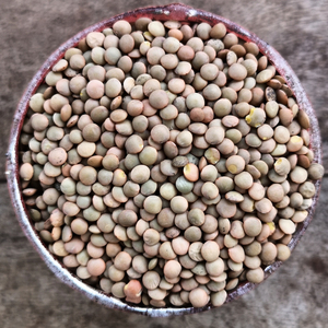 Colección de Alimentos Secos Orgánicos: Incluye Lentejas Marrones con Clasificación Pura y Suministro Premium en Bolsas para Pedidos de Importación - Product Image 1