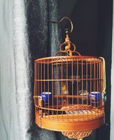 Cage à oiseaux pour perruches, taille adaptée aux perruches, design Alden, cages à oiseaux vintage