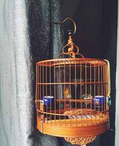 Jaula para Periquitos, Tamaño para Periquitos, Diseño Alden, Jaulas Vintage para Pájaros - Product Image 2