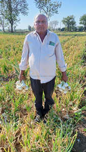 Semences d'<span class=keywords><strong>oignon</strong></span> biologiques FB-SWEAT Research, fraîches et à pollinisation libre, Farson Biotech Pvt Ltd - Product Image 6