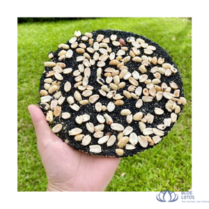 Disponible |   Gâteau aux cacahuètes et sésame, collation croustillante et sucrée, Blue Lotus Farm, 1 kg, pour l'heure du thé quotidienne, confiserie, vente en gros, Da Nang - Product Image 1