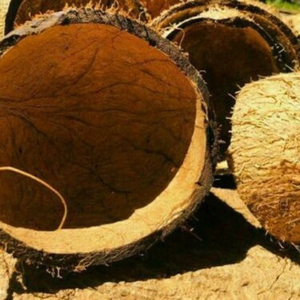 Coque de noix de coco brute de qualité supérieure, super sèche, de grade A (Inde) |   Charbon de chicha activé en matériau naturel sans produits chimiques - Product Image 5