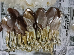 Cuillère en nacre Cuillère en nacre naturelle 99 Gold Data Vietnam Trenddy 2025 prêt à expédier en gros - Product Image 2