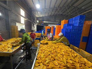 Vietnam Soft Dried Mango Manufacturer 100% Natural <b>Sweet</b> Taste Export Factory Supply 99 Gold Data - Product Image 4