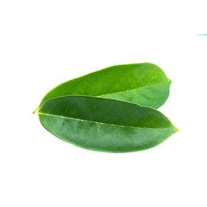 Export Quality Premium Soursop Leaves Herbal <b>Tea</b> Wholesale Product - Product Image 3