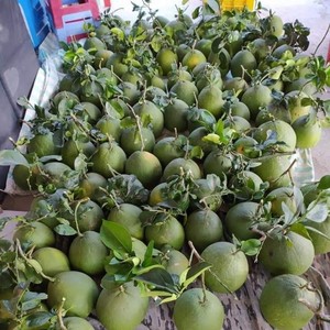 ส้มโอเขียวพรีเมียมเวียดนามและเกรปฟรุตสดขนาดเส้นผ่านศูนย์กลาง 20 ซม. อุดมด้วยวิตามินซีเพื่อสุขภาพ รับสั่งซื้อจำนวนมาก ภาคตะวันออกเฉียงใต้ - Product Image 6