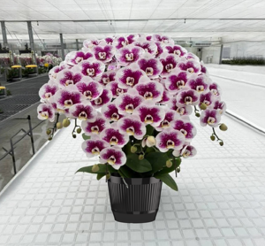 Maceta Alta Plegable F230-24-S para 7 Orquídeas Compatible con Bandeja de Ensamblaje Rápido F273 Acabado de Alto Brillo ZXing Garden - Product Image 6