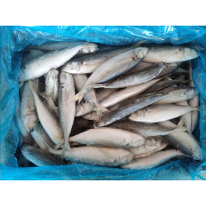 ปลาแมคเคอเรลแช่แข็งคุณภาพพรีเมียม ขายส่งจำนวนมาก เกรดอาหาร พร้อมส่ง คุณภาพดีที่สุด ส่งออก - Product Image 1