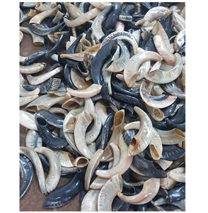 Cuerno de Shofar ecológico pulido Kosher de alta calidad Cuerno de carnero auténtico Rosh Hashanah Yom Kippur hecho a mano disponible múltiple - Product Image 3