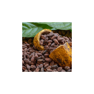 Fèves de cacao Ariba, fèves de cacao brutes séchées, fèves de cacao fermentées, fèves de cacao vertes, poids, origine, type, variété, taille, qualité, ISO, lieu, modèle - Product Image 2