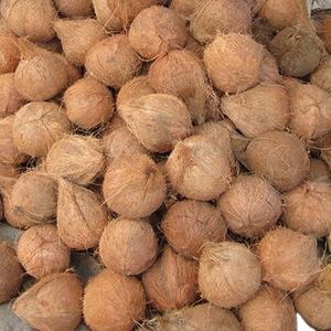 Le Vietnam exporte des coquilles de noix de coco en grande quantité - Product Image 1