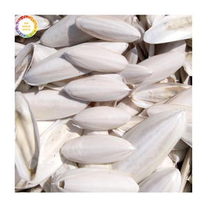 Hueso de Sepia Puro Seco para Reptiles y Crecimiento de Caparazón de Tortuga, Fuente Marina de Alto Contenido de Calcio - Product Image 1