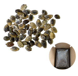 Semillas de Maracuyá Secas a Granel, Ingrediente Alimenticio Saludable de Fábrica en Vietnam - Product Image 1