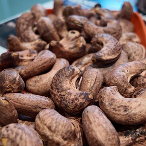Nueces de Anacardo Tostadas y Saladas de Vietnam, Grado W180, Calidad Orgánica Premium para Mercados de Exportación, con Servicio OEM/ODM Disponible - Product Image 1