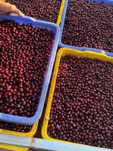 HANCOFFEE 2026 NEW CROP Raw/Green Bean Robusta Coffee Beans - Cheapest Price Wholesales - Packaged in 60kgs/ PP <b>Bag</b>/Jute <b>Bag</b> - Product Image 2