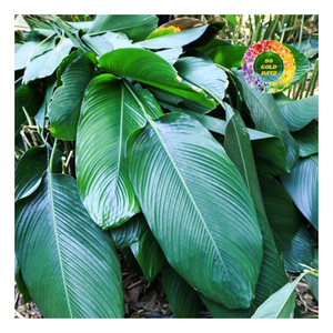 Feuilles de Dong fraîches/séchées du Vietnam, La Dong Tuoi, pour une célébration savoureuse du Tet - Product Image 1