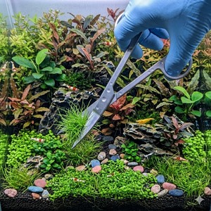 Tijeras de Acero Inoxidable de 10 Pulgadas para Acuarios, para Cortar y Recortar Plantas Acuáticas - Product Image 1