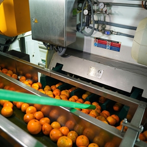 Frozen Concentrated Low-Fat Filtered Kinnow Mandarin Juice 65 Brix 100% Pure Fresh-Squeezed Hunza Citrus PK Drum Packaging - Product Image 5