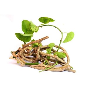 ผงสมุนไพร Tinospora cordifolia เกรดอาหารสารสกัดวิตามินสารออกฤทธิ์บรรจุในถัง - Product Image 4