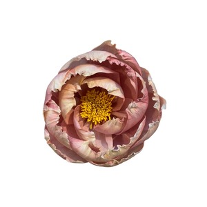 Pivoine à fleurs bicolores, rose et crème clair. Fleurs en bois de Sola 11 CM, tige en fibre de plantes de Sesbania, aromathérapie artisanale - Product Image 5