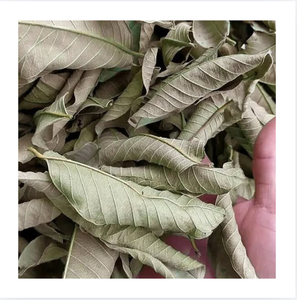 Hojas de Guayaba Secas de Alta Calidad Premium, Marca 99 Gold Data, Origen Hai Duong, Vietnam, 24 Meses de Vida Útil, para Té Bienestar - Product Image 1