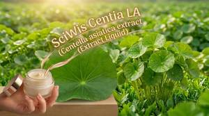 สารสกัดจากใบบัวบก (Centella Asiatica (Pennywort) Extract Liquid) ของ SciWis Centia LA - Product Image 6