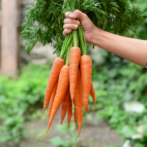 Oferta Especial: Zanahorias Frescas Orgánicas de Origen Francés, 10 kg, 24 Meses de Duración, 3.2 cm, Vegetales Umbelíferos, Entrega Rápida, Excelente Relación Calidad-Precio - Product Image 4
