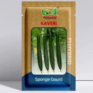 Sponge Gourd Seeds High-Yield Ready for Farming - Product Image 2