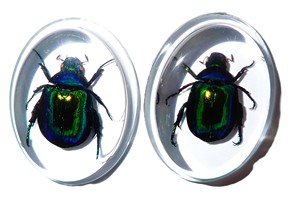 Escarabajo Colorido, Espécimen Real, Cabujón de Plástico Ovalado 31x41 mm, Base Plana Transparente, Marca NA Moderna para Manualidades y Joyería - Product Image 3