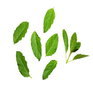 Feuilles de basilic indien de saison fraîche, sélectionnées avec soin, idéales pour les fournisseurs mondiaux d'ingrédients culinaires - Product Image 6