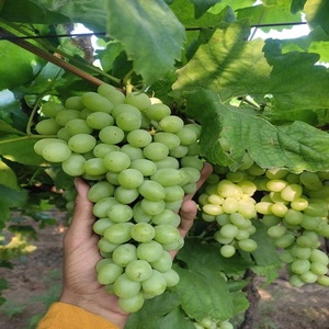 Uvas Verdes Naturales Frescas con Sabor Jugoso, Bocados Crujientes y Apariencia Premium para Supermercados, Tiendas de Comestibles y Comerciantes - Product Image 1