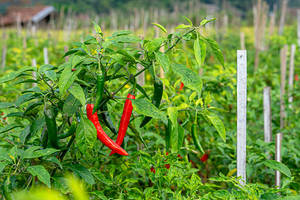 Chiles Verdes y Rojos en Polvo, 100% Puros, Orgánicos, Sin Pulir, de Primera Calidad, Marca Paras, Proveedor de Especias de Exportación de la India, a Granel - Product Image 5