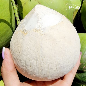 Cocos Verdes Frescos de Grado Agrícola con Cáscara Entera y Agua de Coco Dulce, Venta al por Mayor desde Vietnam - Product Image 2