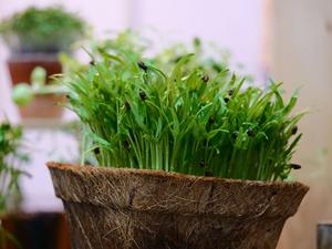 Pot en fibre de coco EcoRoot biodégradable, pot de pépinière en fibre naturelle de Ben Tre, 0,1 kg, pour semis, jardinage, croissance des plantes - Product Image 4