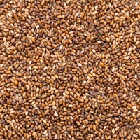 Céréales de teff anciennes soigneusement sélectionnées, offertes en forme de grains propres et emballés, pour l'exportation en vrac internationale avec confiance