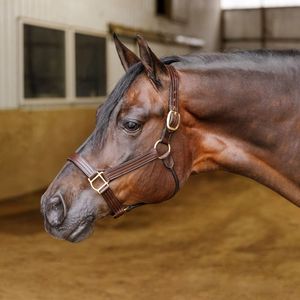 Premium Genuine Leather English style Horse <b>Halter</b> with Soft Padding Adjustable & Durable for Dressage Training Everyday Use - Product Image 4