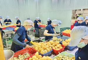 มะม่วงธรรมชาติอบแห้งแบบนิ่มหั่นมะม่วงเวียดนาม - Product Image 5