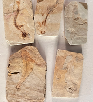 Espécimen Fósil de Pez Natural, Cristal Transparente, Coleccionable de Paleontología, Arte Decorativo, Muestra de Piedra Tallada de China para Regalo