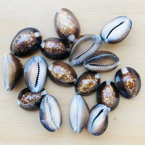 Conchas de cauri naturales a precio competitivo para la venta, conchas marinas para la elaboración de joyería y decoración - Product Image 6