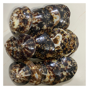 Idées de décoration artisanales avec des coquillages de limaces du Vietnam pour les hôtels, les boutiques et les intérieurs résidentiels - Product Image 1