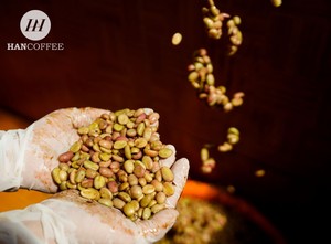 กาแฟสำเร็จรูปรสผลไม้และช็อกโกแลต 100% โรบัสต้า แบบสเปรย์ดราย รสชาติกลมกล่อม 1in1-เกรดพรีเมียม ราคาส่งที่ดีที่สุดสำหรับการซื้อจำนวนมาก - Product Image 5