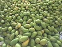 Vietnam Verse Mango Groothandel Zoete Sappige Tropisch Fruit Beste Kwaliteit Voor Wereldwijde Markten