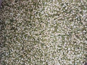 Natural <b>Dried</b> Jasmine Buds Premium Flower Material for Tea Beverage Craft Decoration Wholesale Vietnam Manufacturer - Product Image 5