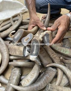 Punta de Cuerno de Búfalo Natural, Color Real, Diseño Rústico para el Año Nuevo Chino y Navidad - Product Image 1