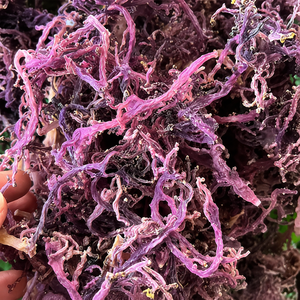 Musgo Marino Morado Orgánico Seco de Alta Calidad, Sazonado, Proceso AD, Empaquetado en Bolsa, Vietnam/ Sra. Alina - Product Image 1